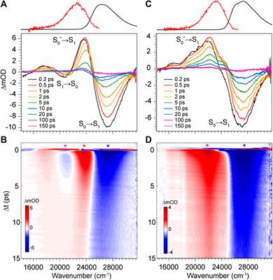 Spectroscopic and Photophysical Investigation of Model Dipyrroles Common to Bilins: Exploring Natural Design for Steering Torsion to Divergent Functions